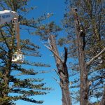 Best Trimming Service Manassas VA Trusted by Local Homeowners