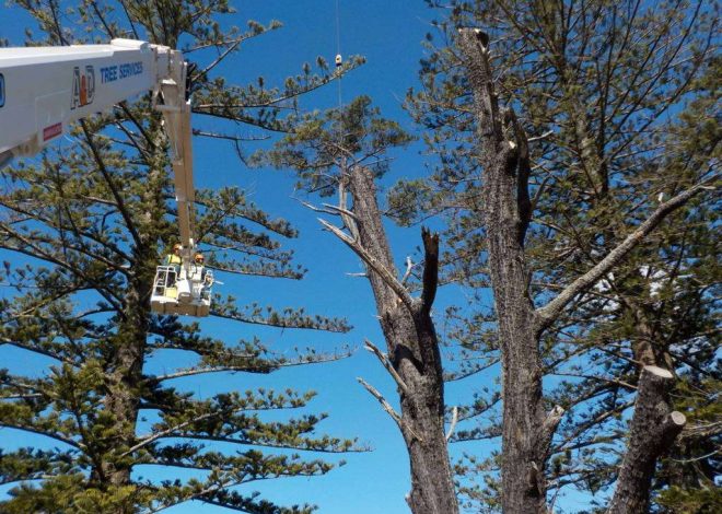 Best Trimming Service Manassas VA Trusted by Local Homeowners