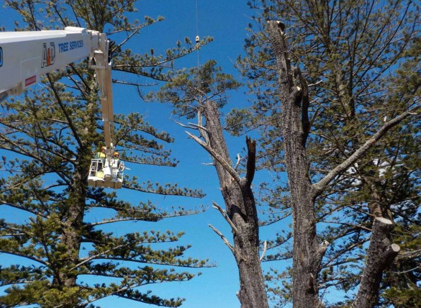 Best Trimming Service Manassas VA Trusted by Local Homeowners