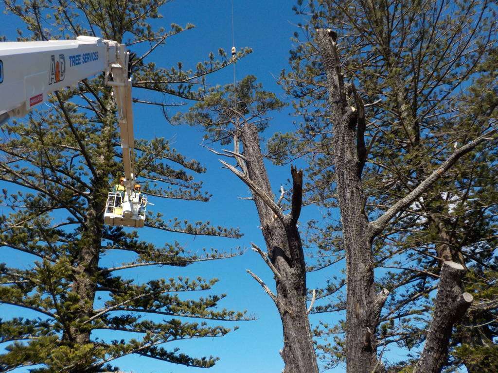 Best Trimming Service Manassas VA Trusted by Local Homeowners