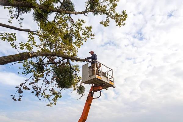 Tree Removal Tallahassee Safe, Fast, and Affordable